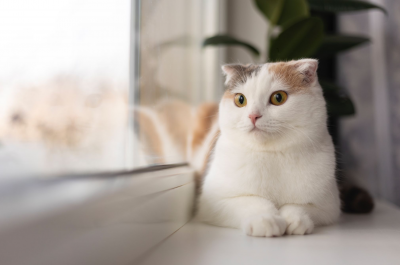 Hati-hati! Kita Bisa Tertular Jamur Ringworm dari Kucing
